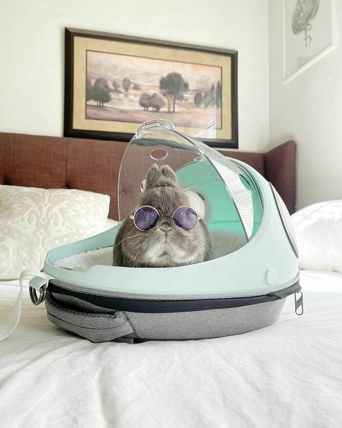 Get Ready to Smile: 50+ Animal Pics That Are Basically Happiness in a Snapshot