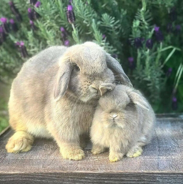 Get Ready to Smile: 50+ Animal Pics That Are Basically Happiness in a Snapshot