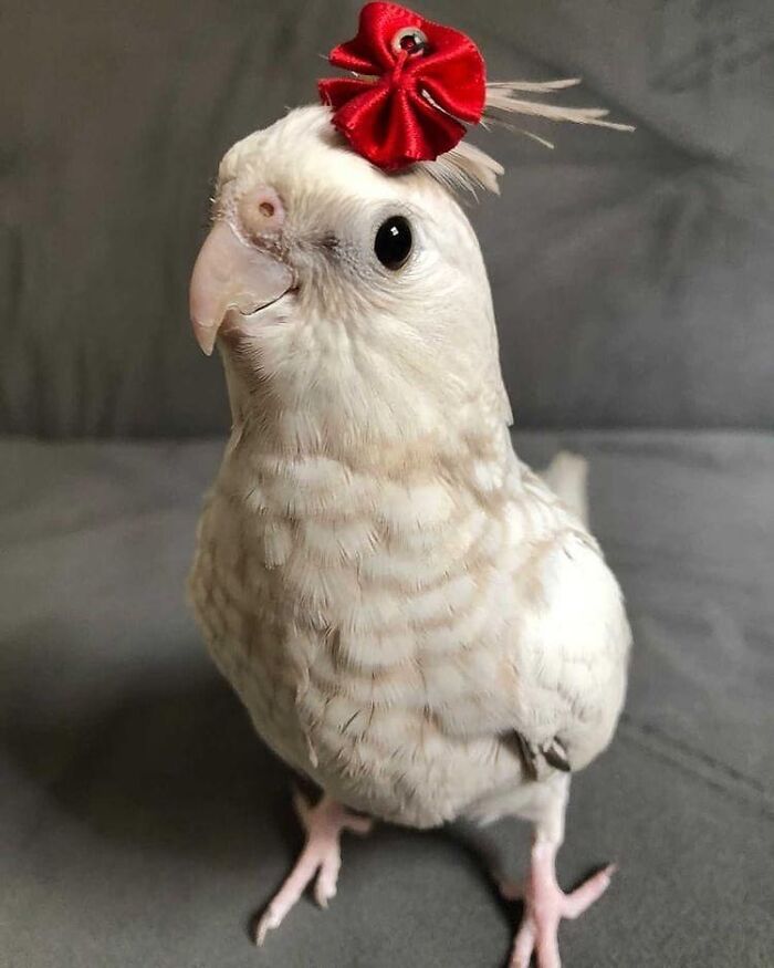 Get Ready to Smile: 50+ Animal Pics That Are Basically Happiness in a Snapshot