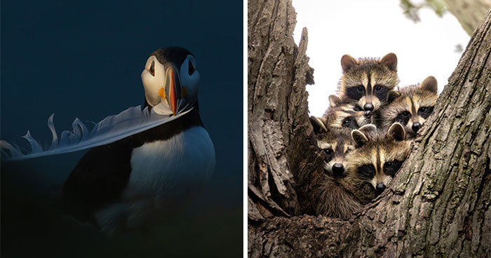 Wildlife Pics That Totally Rocked Canadian Geographic’s 2026 Contest