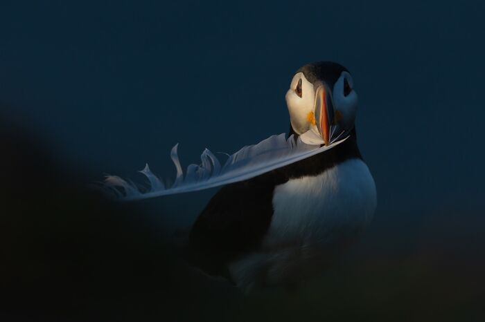 David Sturge: The Big Wildlife Photo Boss