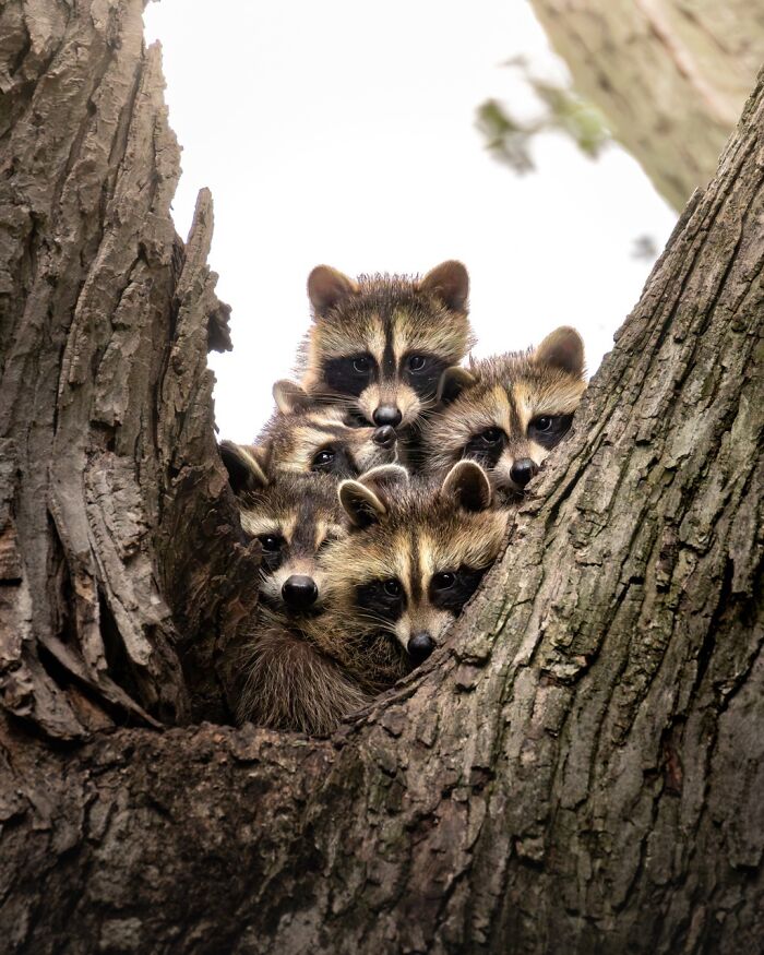 Raccoon Peekaboo by Andrew Waterhouse