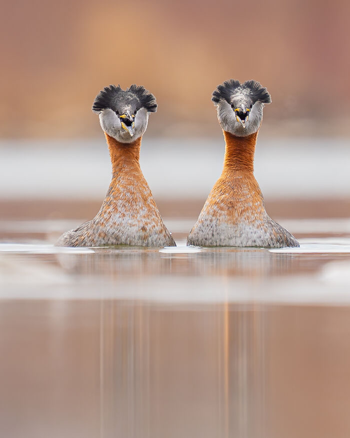 Grebes’ Fancy Synchronized Swimming