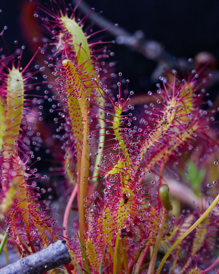 Sticky Sundew Plant That’s Basically a Bug Trap