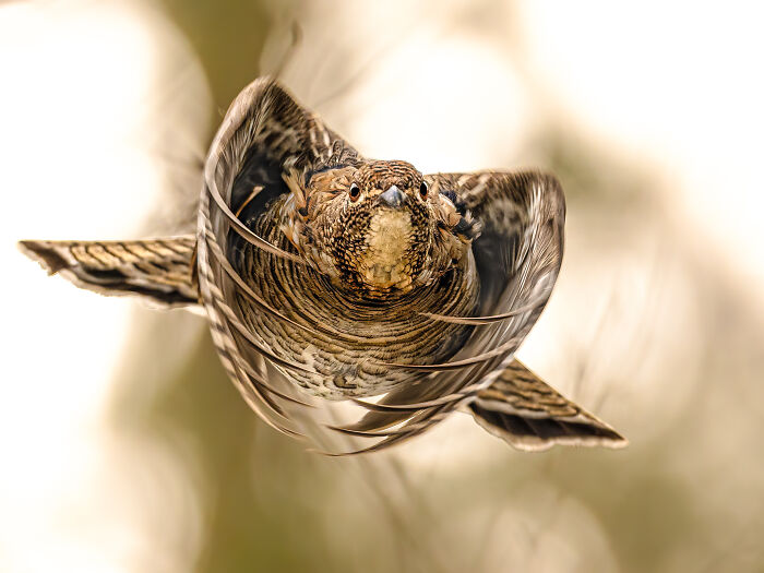 Ruffed Grouse Taking Flight Like a Boss