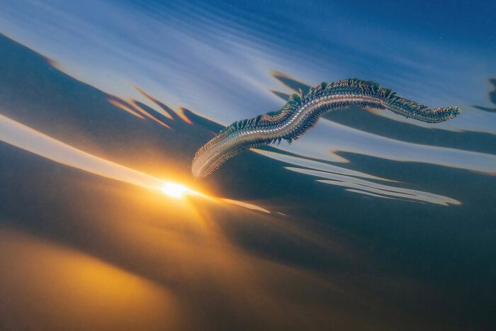 Sandworm Swimming Party