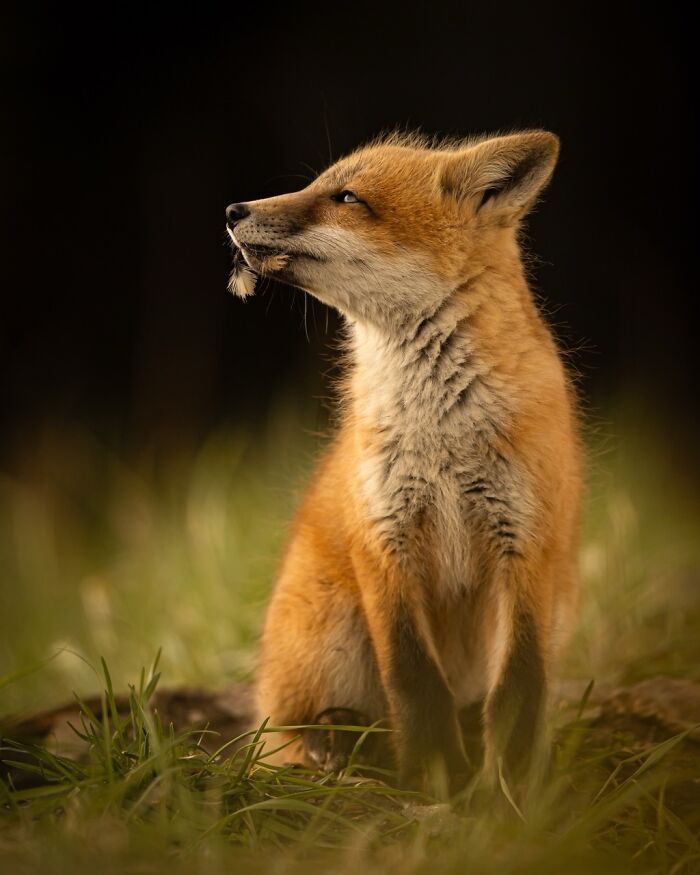 David Sturge’s Wildlife Wonders, Part 3
