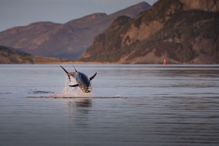 David Sturge Showing More Wildlife Coolness