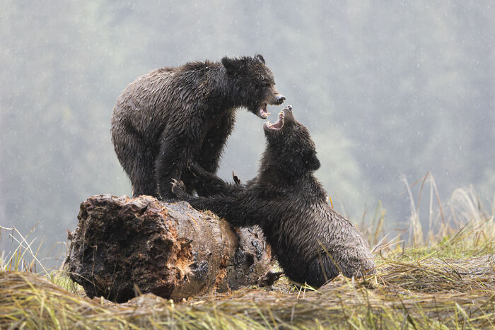Grizzly Siblings Having a Playfight in the Rain