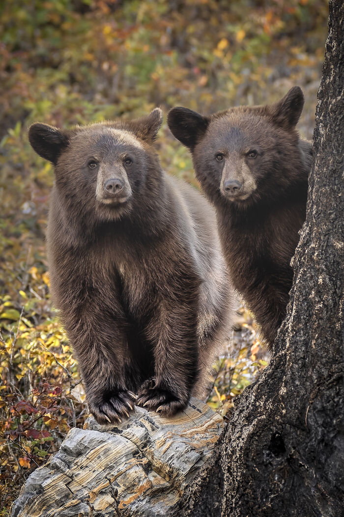 Black Bear Cubs on the Lookout