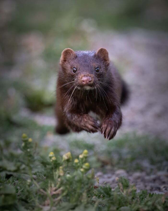 Mink Mid-Dash to Steal the Show