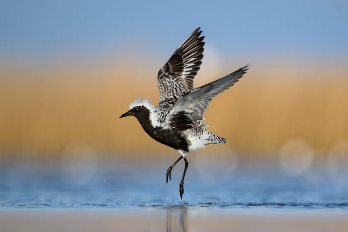 Black-Bellied Plover Takes Flight