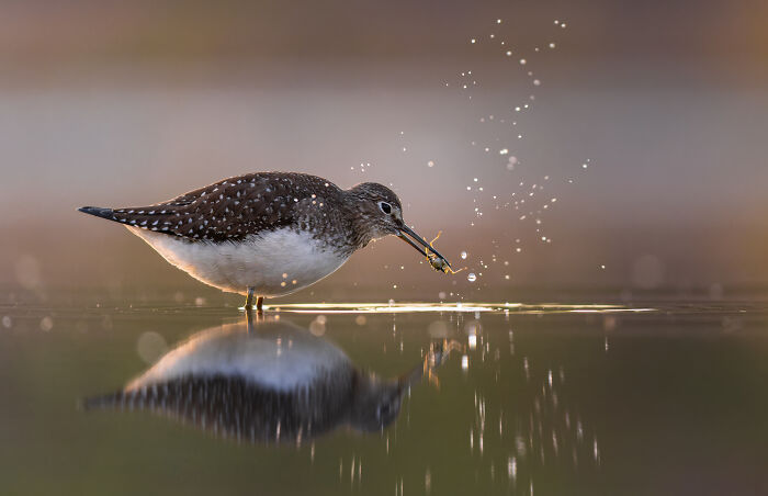 Sandpiper Fueling Up for the Big Trip
