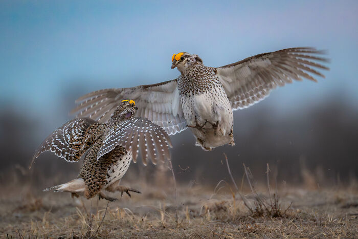 Grouse Showdown for Love