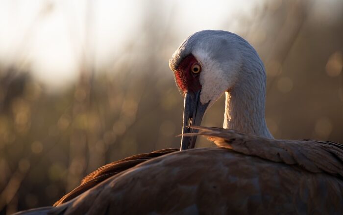 Sandhill Crane’s Feather Fix-Up