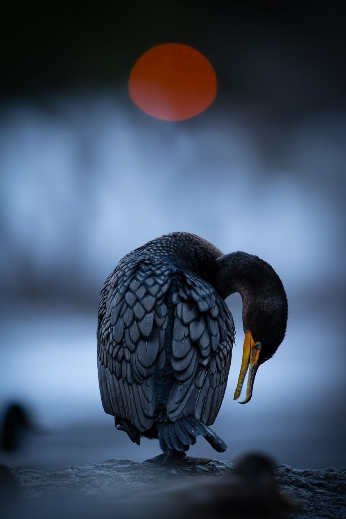 David Sturge’s Iconic Wildlife Moment
