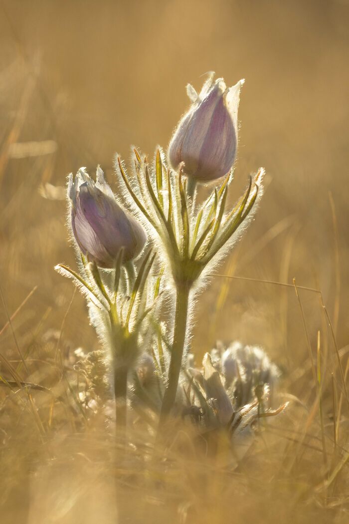 Prairie Crocus Bathing in Spring Sunshine