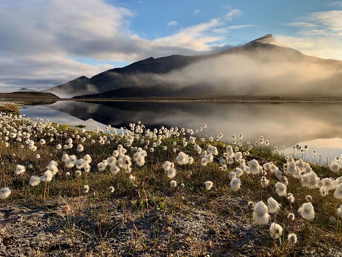 Scheuchzer’s Cottongrass Looking Fluffy on Ice