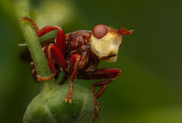 Fly on a Mission: Parasite edition