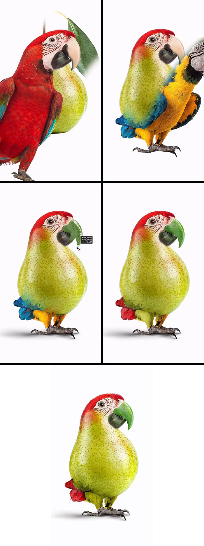 Pearrot: Mix a Pear and Parrot
