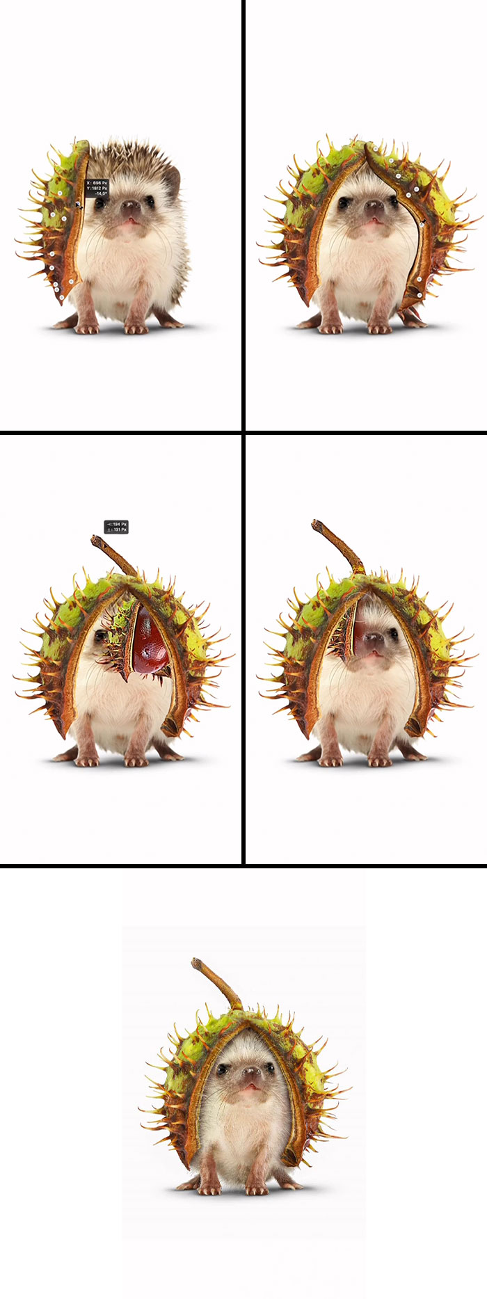 Hedgenut: The Hedgehog’s Cool Armor