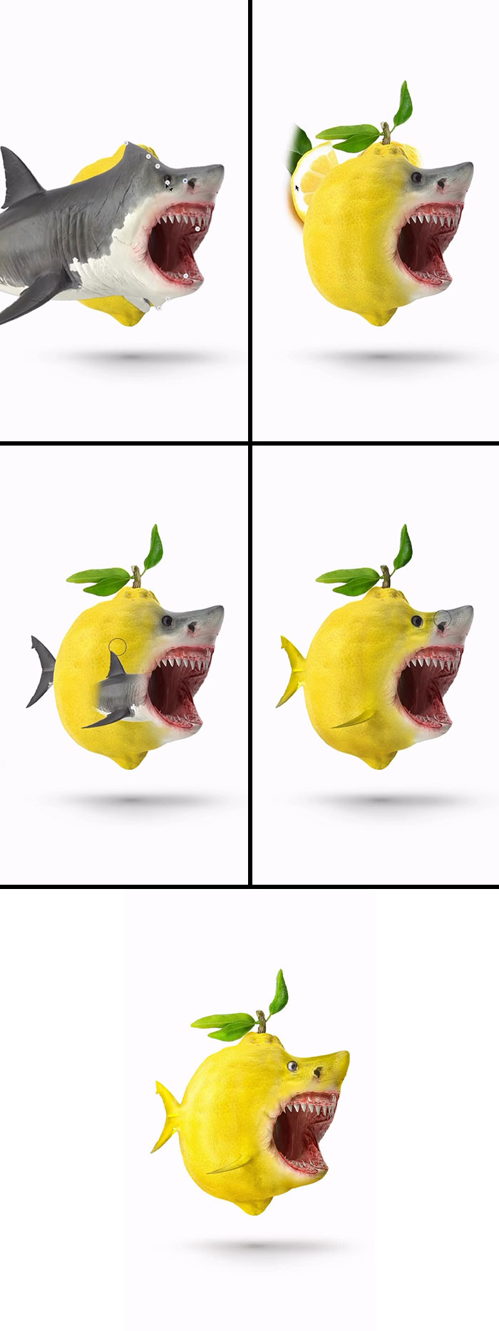 Lemonshark – Sour and Sharp