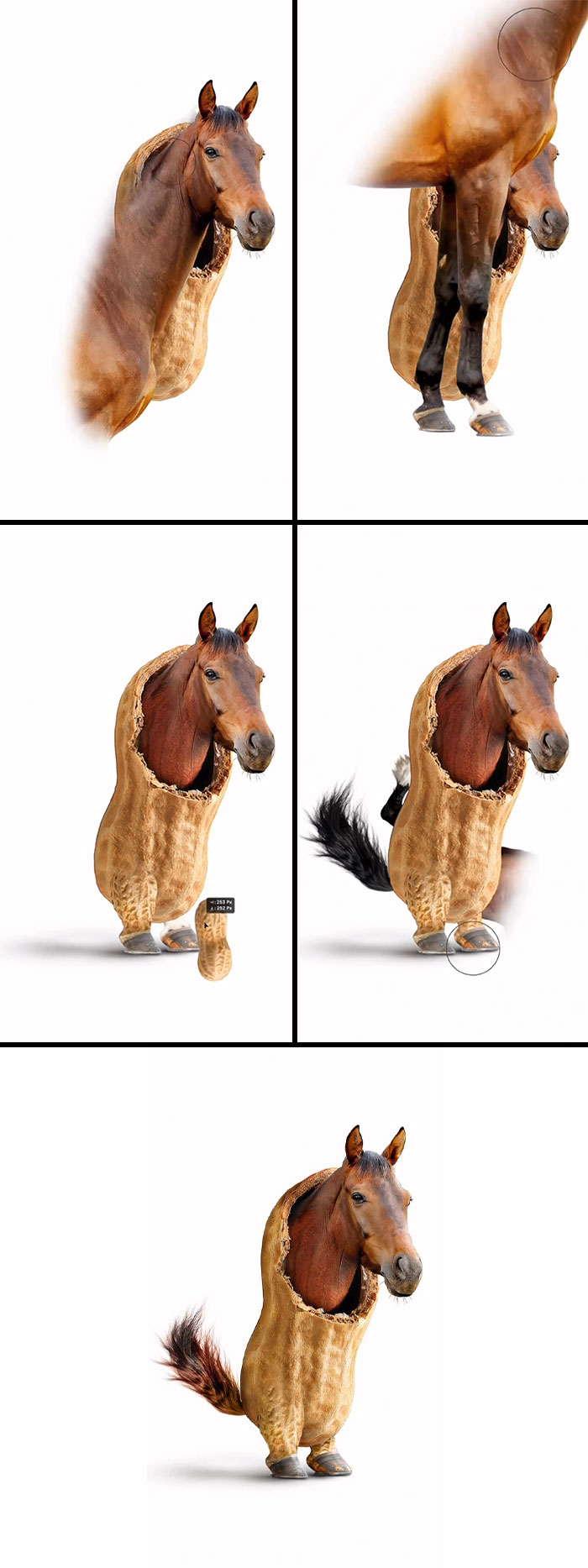 Pferdnuss aka Horsenut