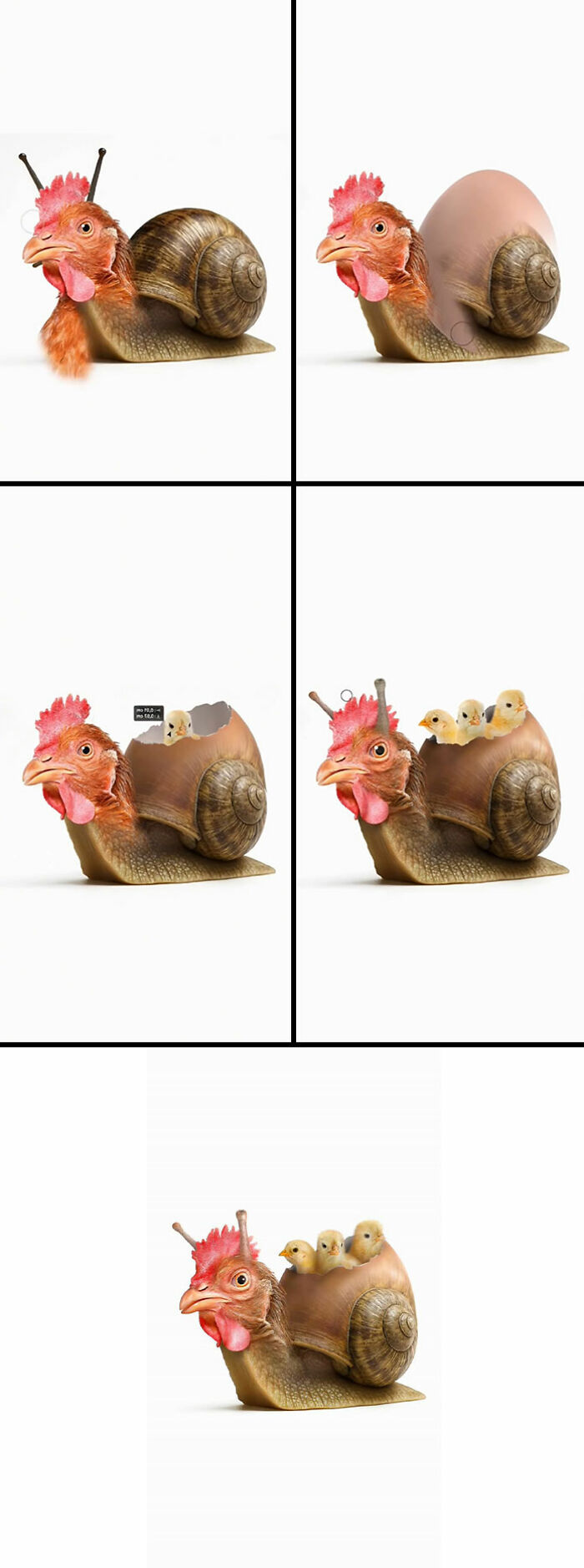 Chickensnail: Cluck Yeah!