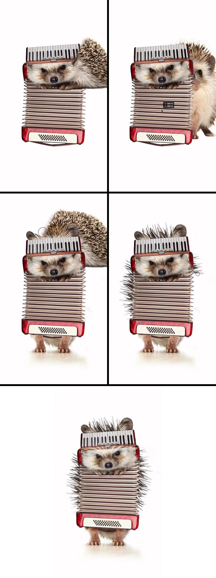 Accordion Hedgehog: Squeeze Play