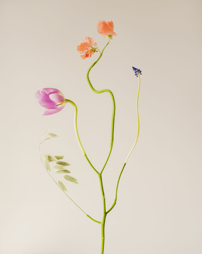 Bound Species No.14 - Floral Drama Queen