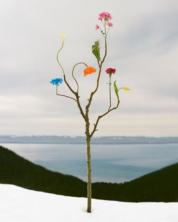 Wild Flower No.22, Cypress Mountain - Nature’s Party Starter