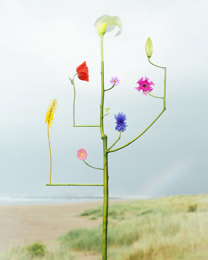 Wild Species, No.28, Colossal - The Big Boss Flower