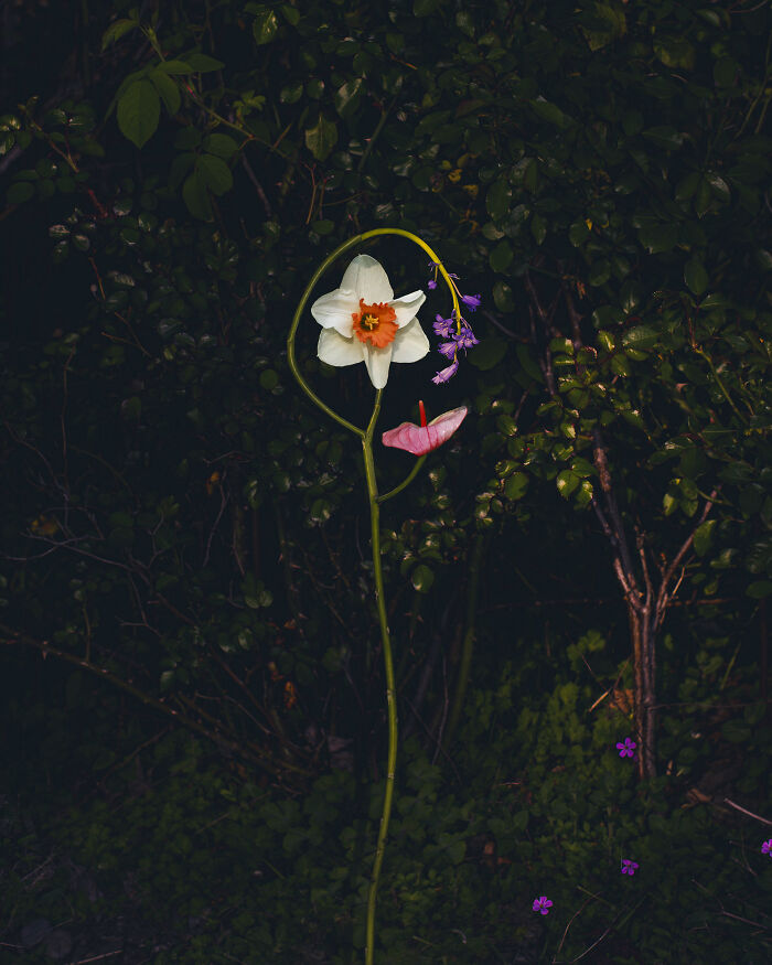 Wild Flower No.11 - The Wild Child
