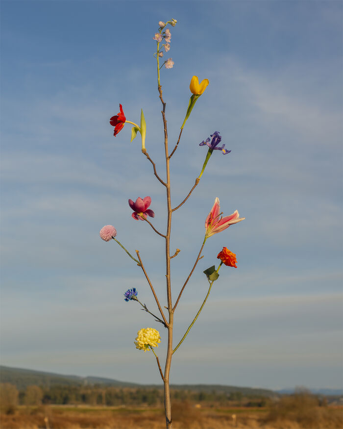 Wild Flower No.13 - Sneaky Beauty