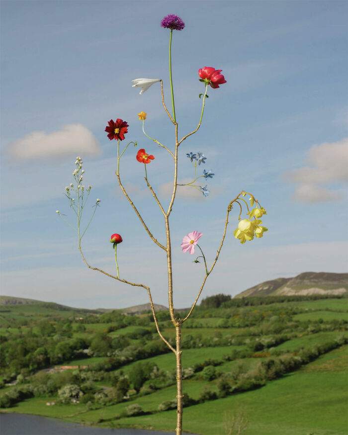 Lough Gill, Ireland 2023 - The Lucky Irish Blossom
