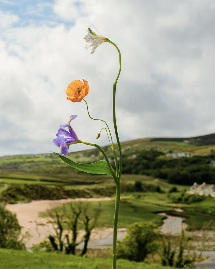 Donegal Species, Ireland 2023 - The Emerald Isle’s Floral Gem