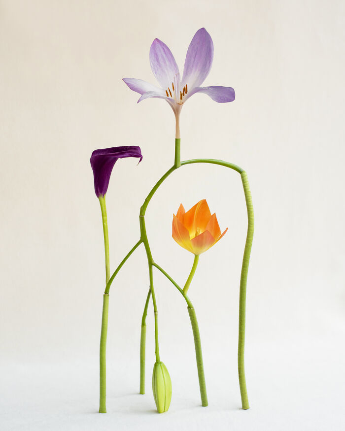 Shapeshifter No.9 - The Flower With a Secret
