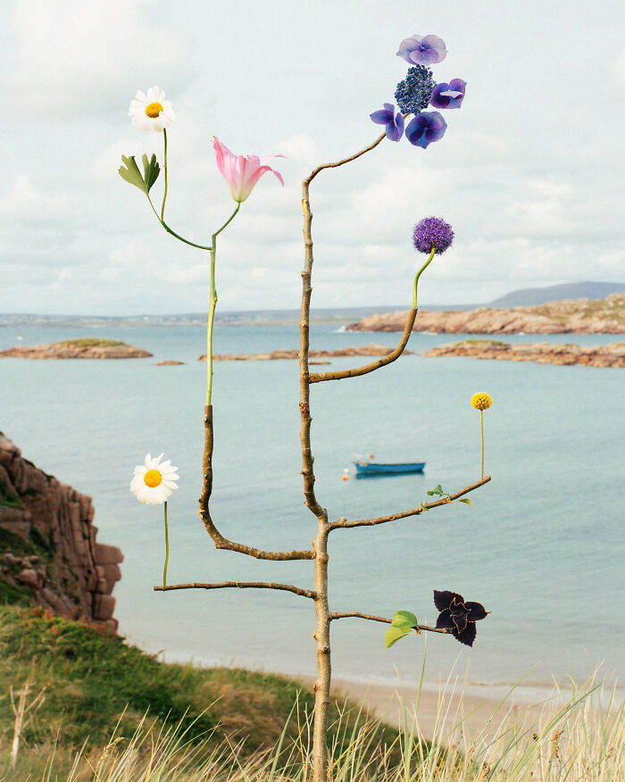 Wild Species, No.32, Colossal - The Floral Showstopper