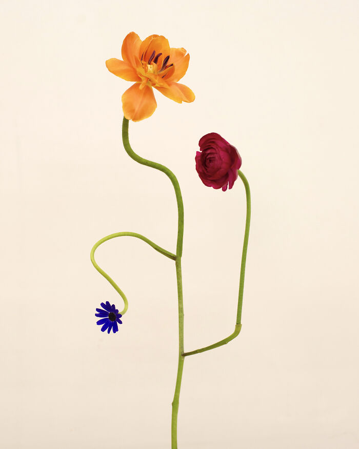 Bound Species No.35 - Queen of Petals
