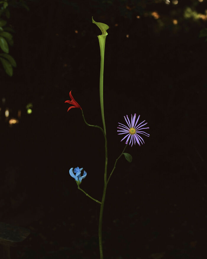 Night Species No.2 - The Flower That Parties After Dark