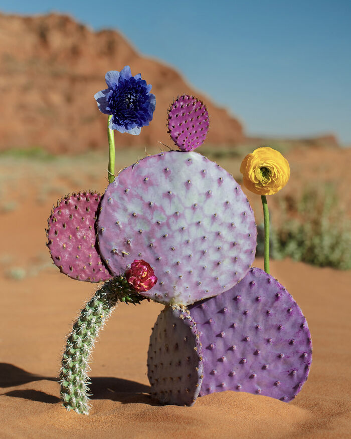 Utah No.2, Snow Canyon, Colossal - Desert Drama Flower