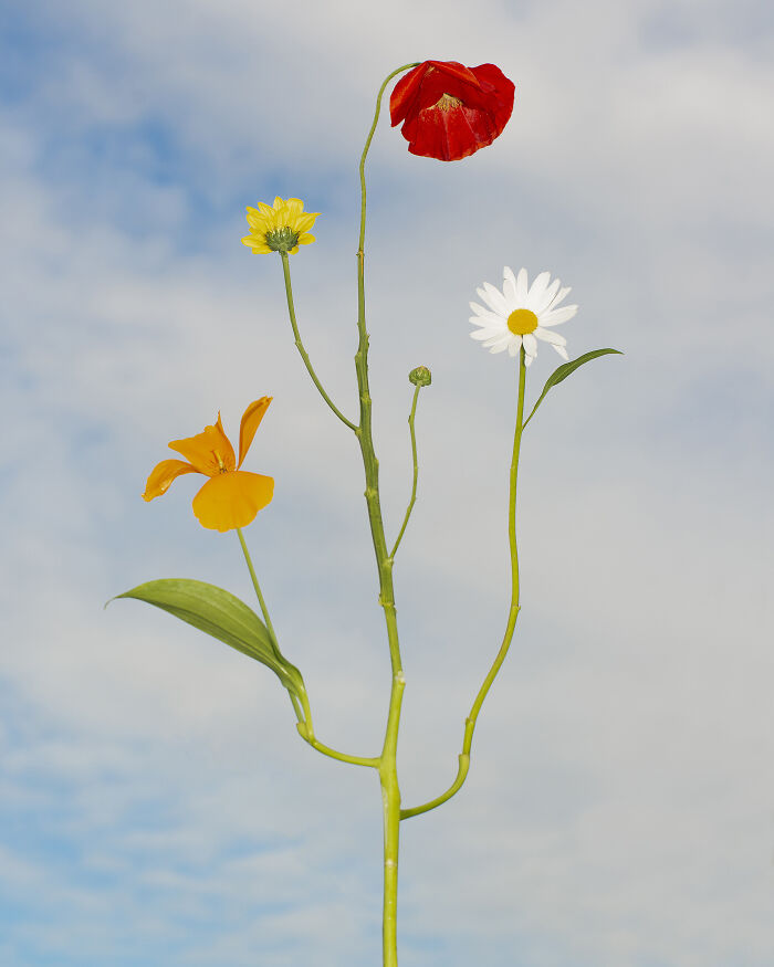 Bound Species, Outdoor No.3 - Nature’s Own Sculpture
