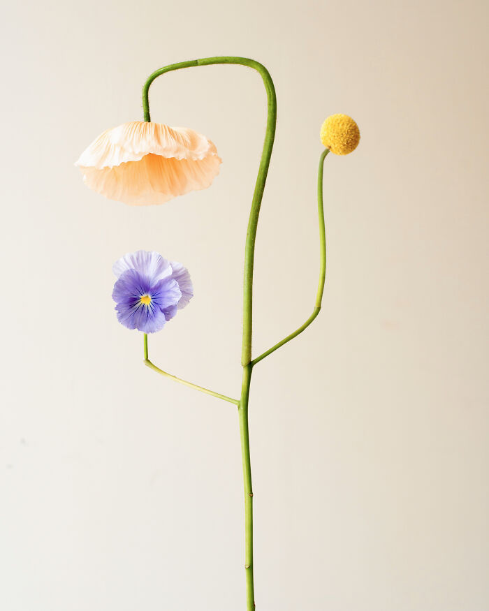 Bound Species No.39 - The Floral Rockstar