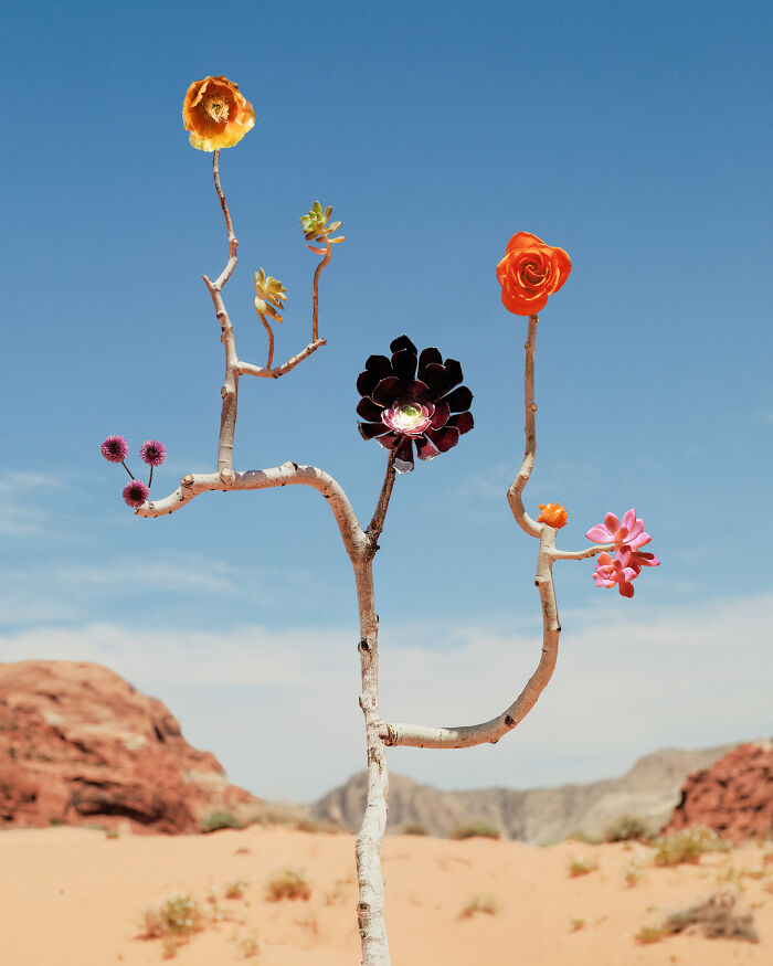 Utah No.1, Snow Canyon, Colossal - The Giant Flower Show