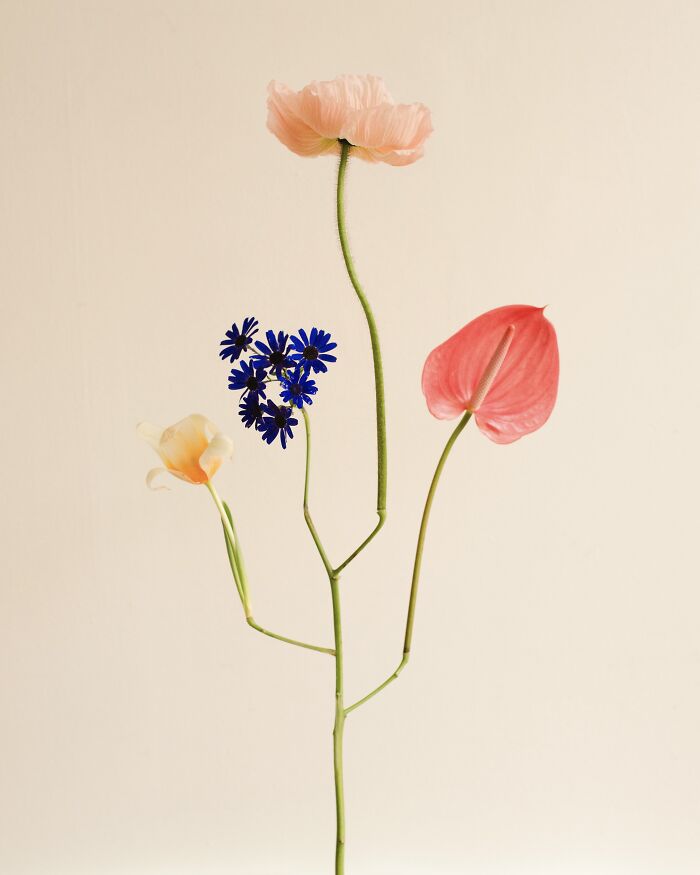 Studio Species - The Fancy Blooms Ready for their Close-Ups