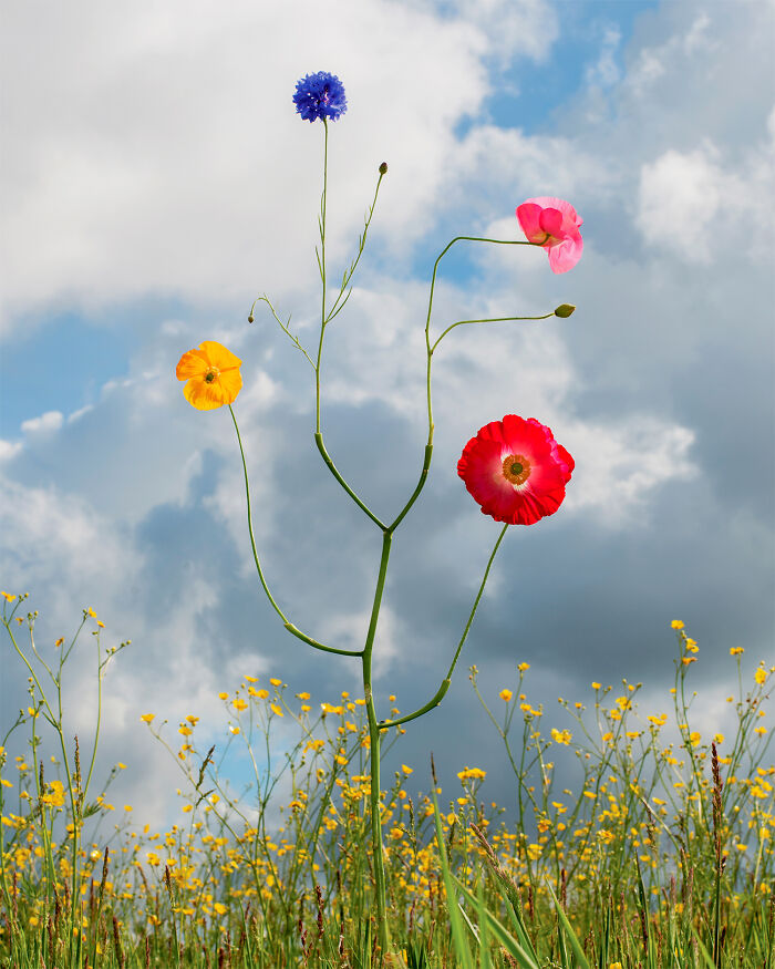 Wild Flower No.12 - The Chill Bloomer