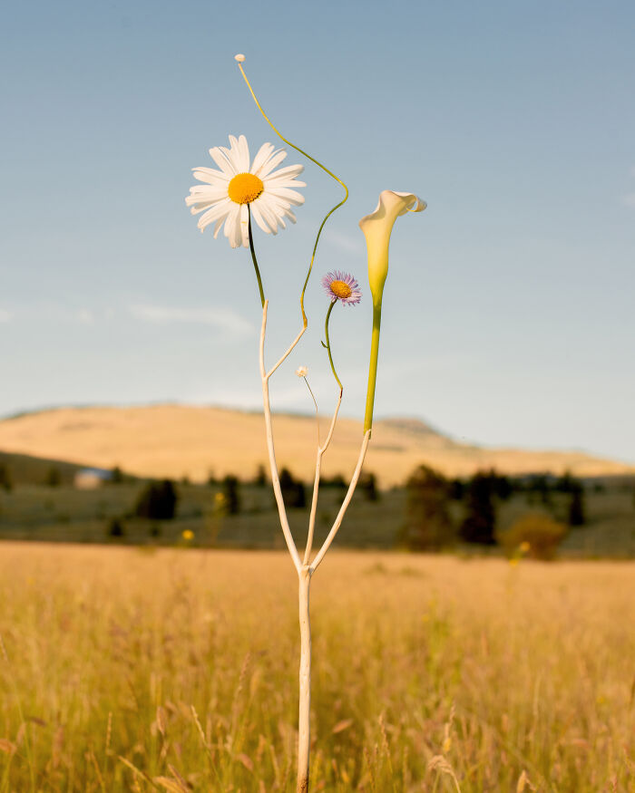 Wild Flower No.16 - The Petal Rockstar