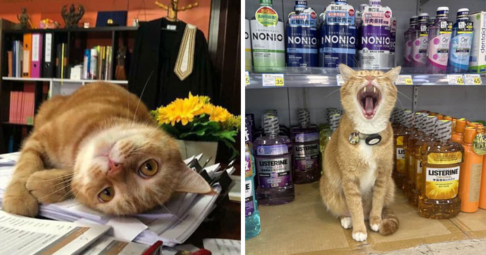 When Cats Clock In: Furry Workers Who’re Crushing The Job Game