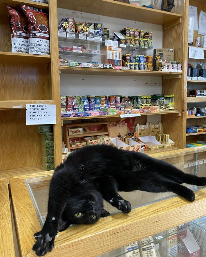 When Cats Clock In: Furry Workers Who’re Crushing The Job Game