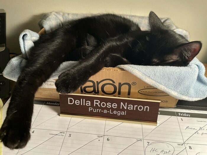 When Cats Clock In: Furry Workers Who’re Crushing The Job Game